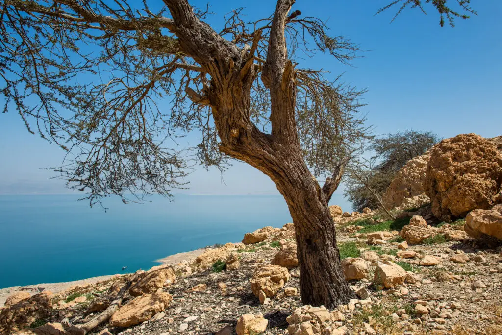 Oásis do Deserto de Ein Gedi na costa oeste do Mar Morto em Israel na primavera